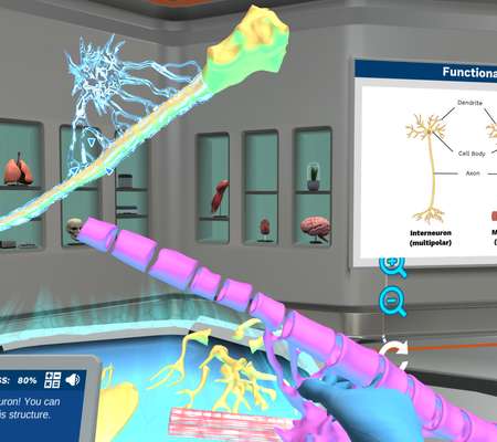 Microanatomy of a Neuron: Build your own neurons!