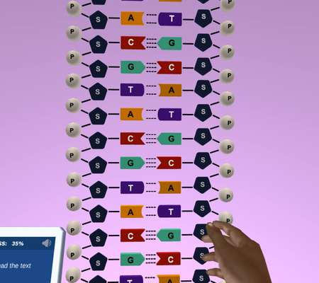 DNA: Structure and function