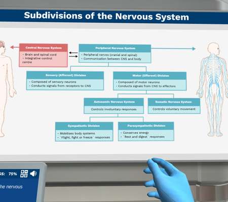Introduction to the Nervous System: Subdivisions of the nervous system 