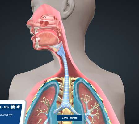 Anatomy of the Respiratory System: Help rebuild a broken system